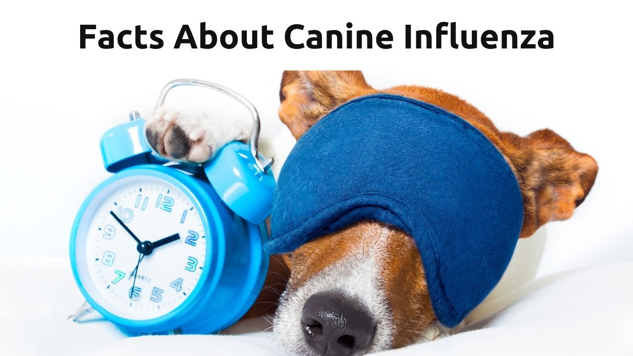 Canine Influenza